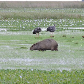 Esteros del Iberá en el dÃa